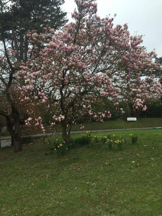 blossom-tree