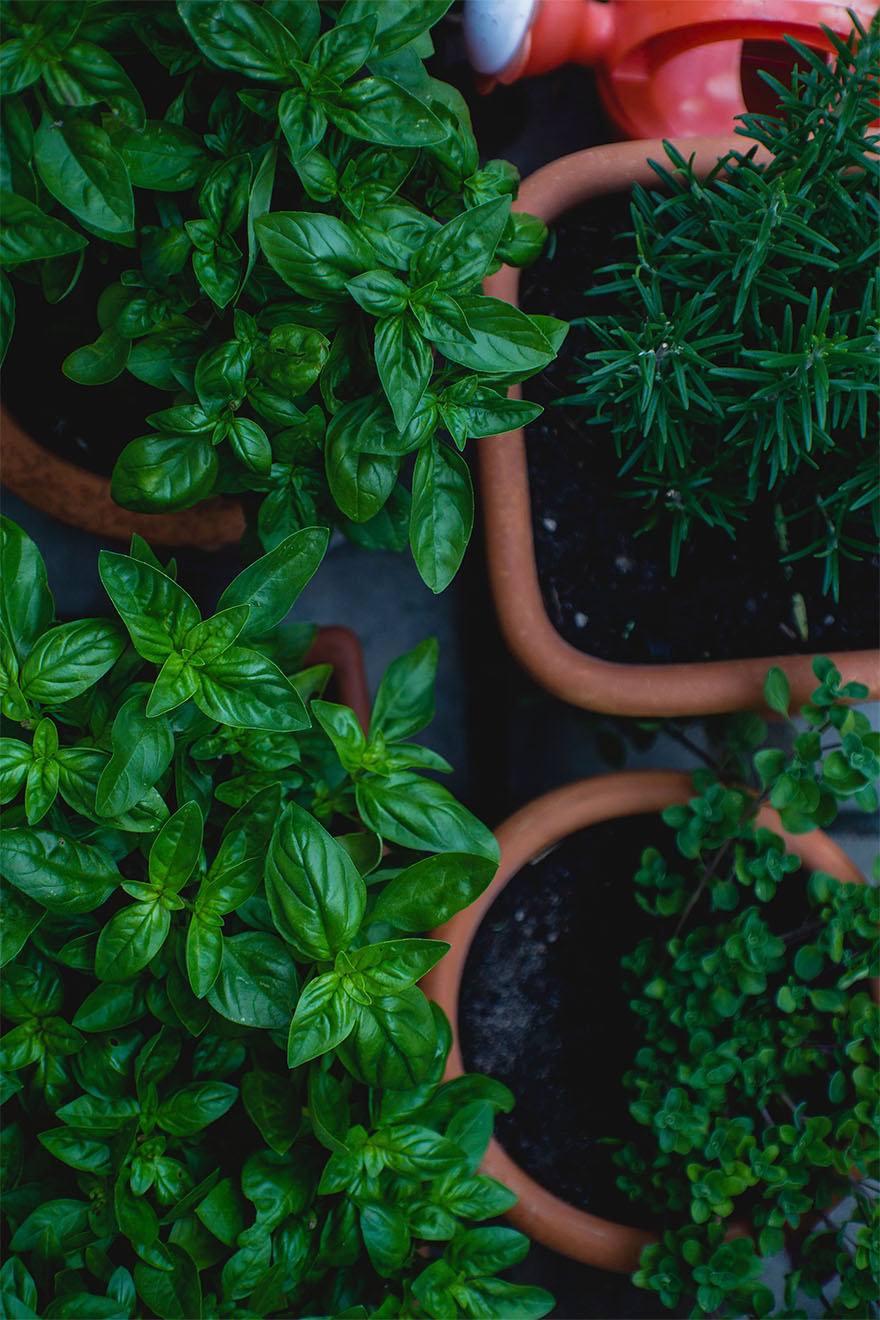 potted-plants